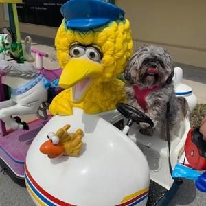 Meet your Posher, Renee